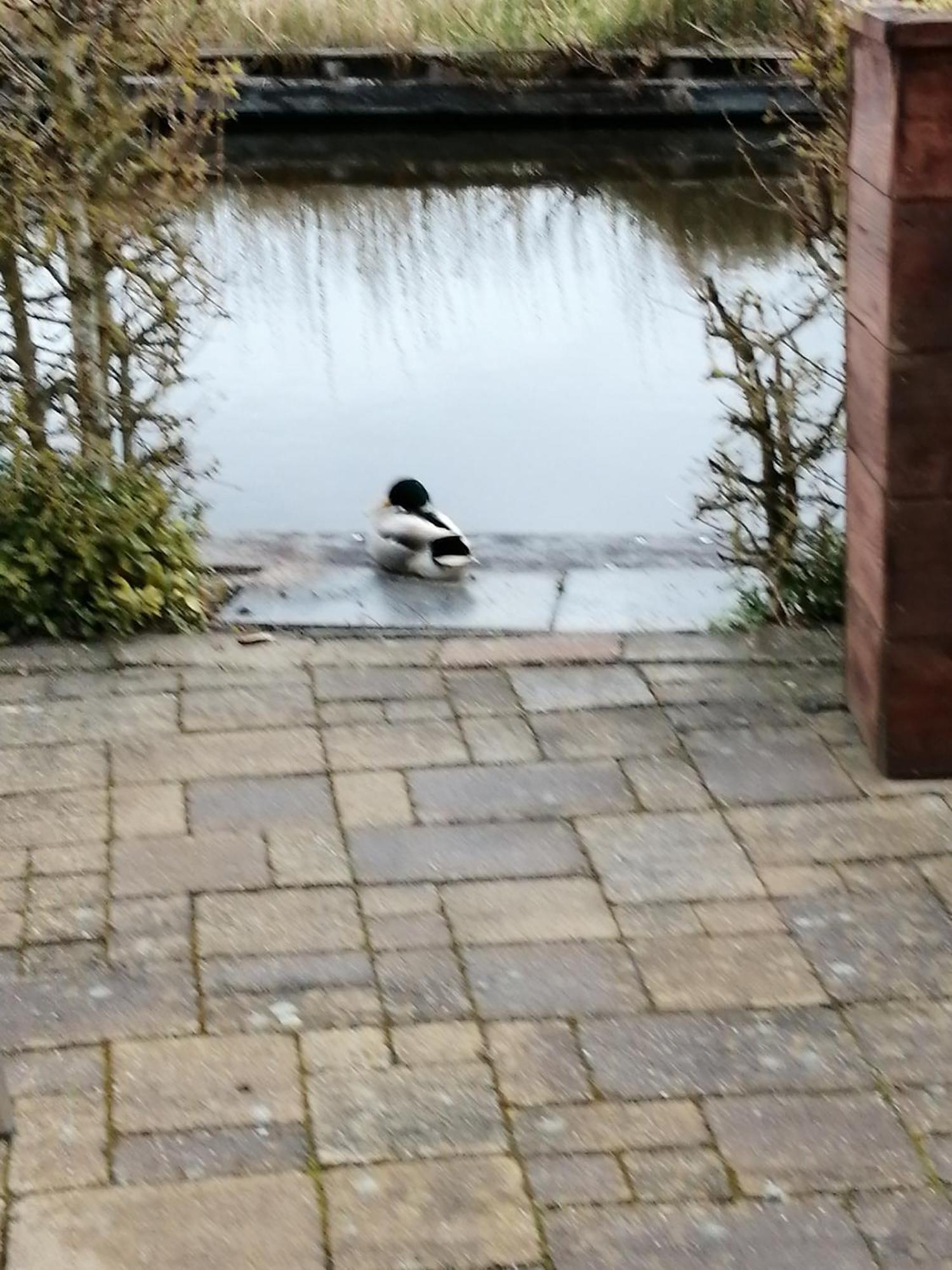 חיטהורן Wuivend Riet Gelegen Op Resort Venetie חדר תמונה